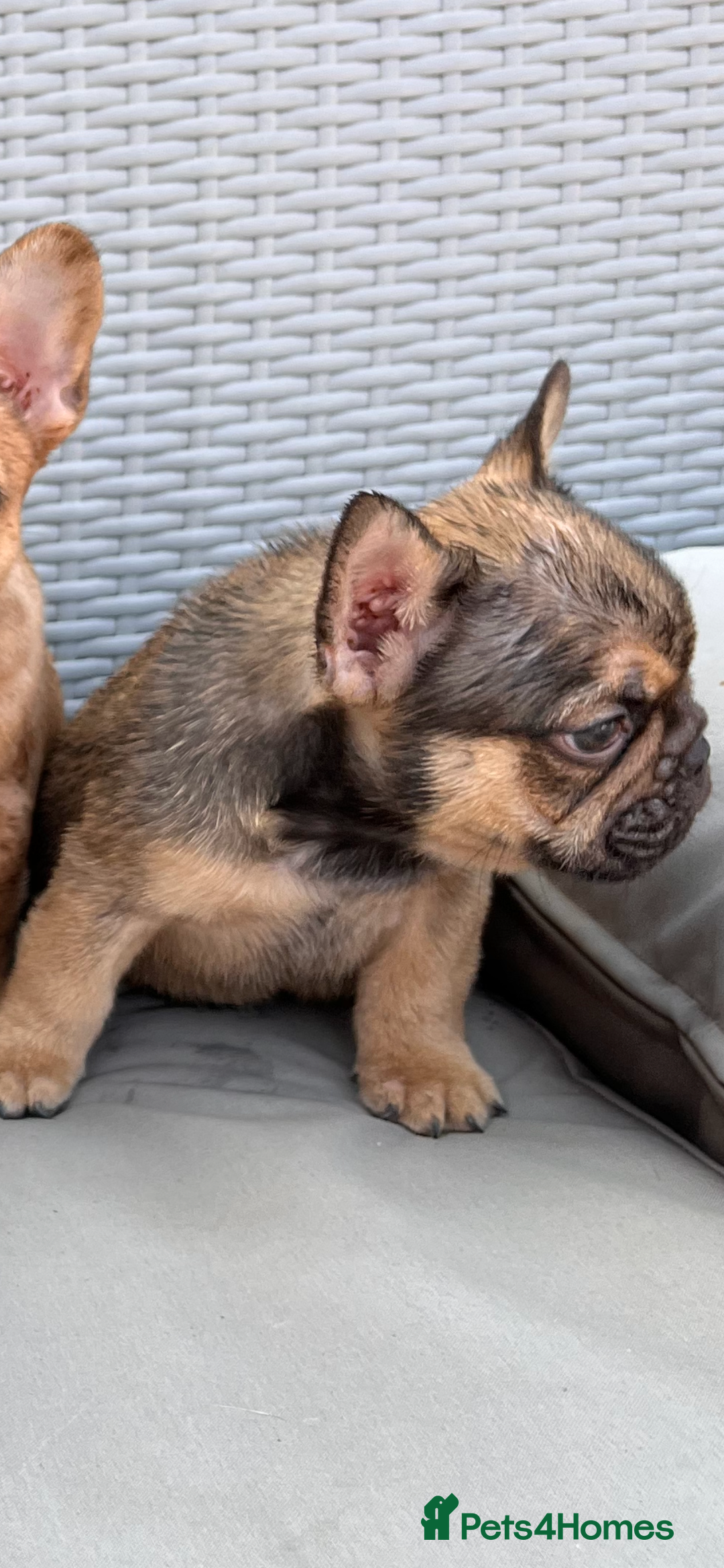 French Bulldog dogs for sale: French Bulldog Puppy 3 - QUALITY PUPPIES READY NOW, health tested parents  - Image 3
