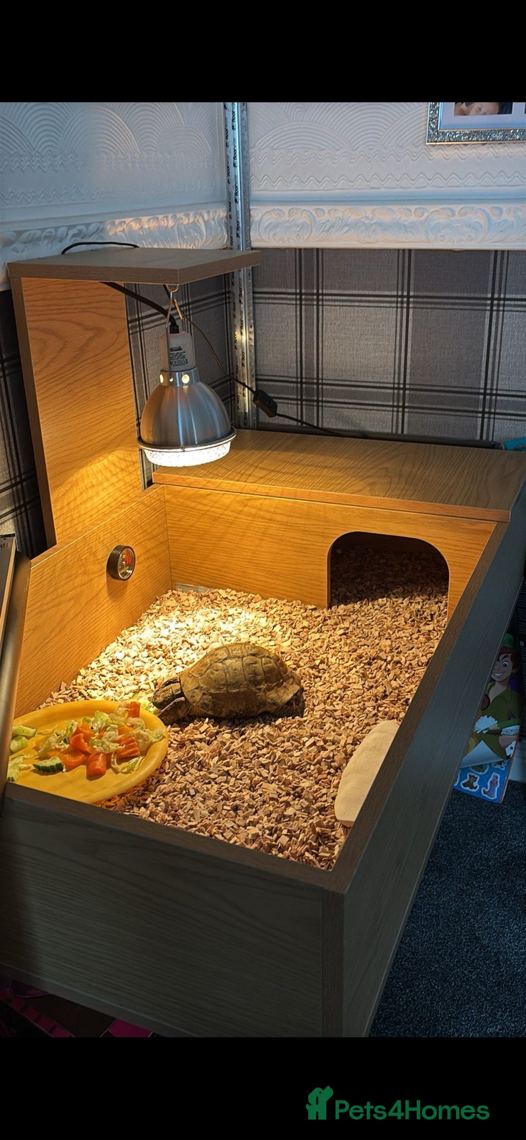 Tortoise reptiles for sale: Male tortoise - Image 2