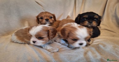 Cavalier King Charles Spaniel dogs  KC, Health Tested, Ready 26th  visits 15th/16th  - Advert 3