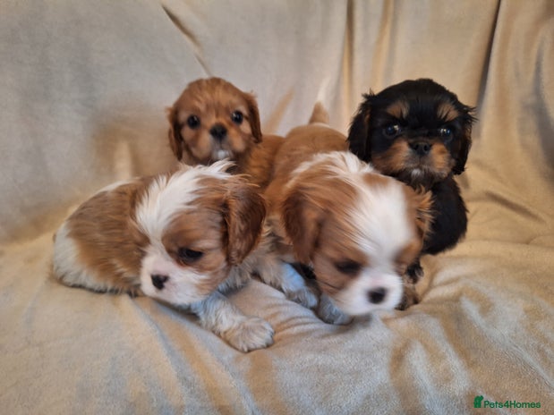 Cavalier King Charles Spaniel dogs KC, Health Tested, Ready 26th visits 15th/16th - Advert 2