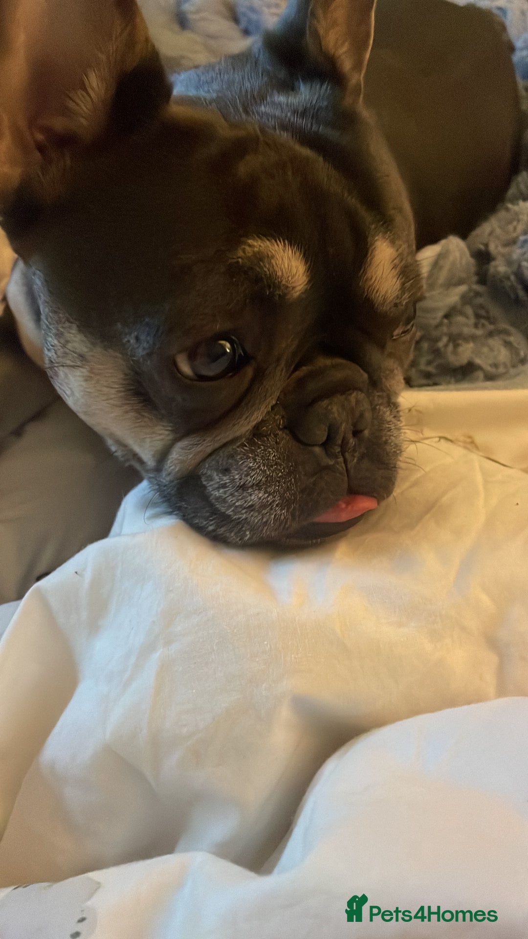 French Bulldog dogs for sale: 1French bull dog 1 English bulldog (read full add) - Advert 10