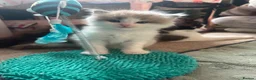 Ragdoll cats for sale: CollieKiss Ragdolls – Beautiful TICA Registered - Advert 31