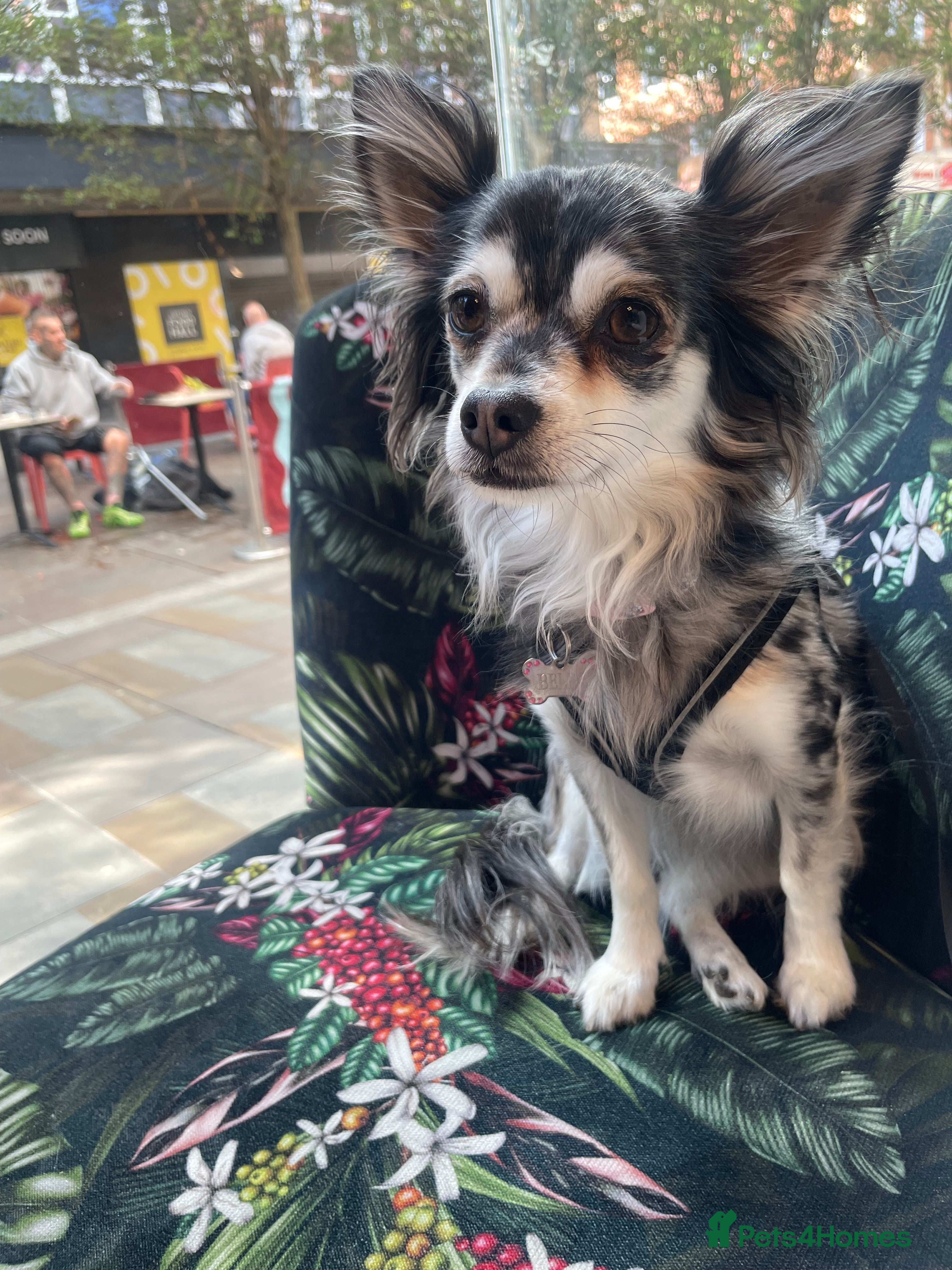 Chihuahua dogs Chihuahua girls - Advert 6