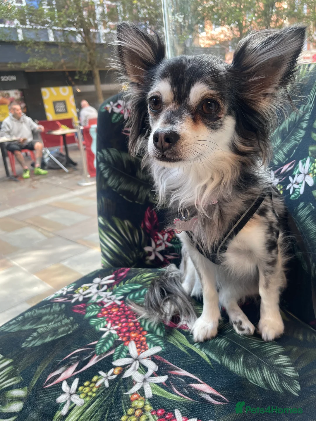 Chihuahua dogs for sale: Chihuahua girls - Advert 1