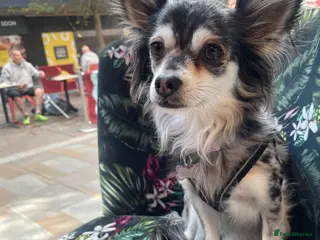 Chihuahua dogs Chihuahua girls - Advert 6