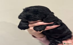 Cocker Spaniel dogs for sale: Beautiful show type cocker spaniels  - Image 5