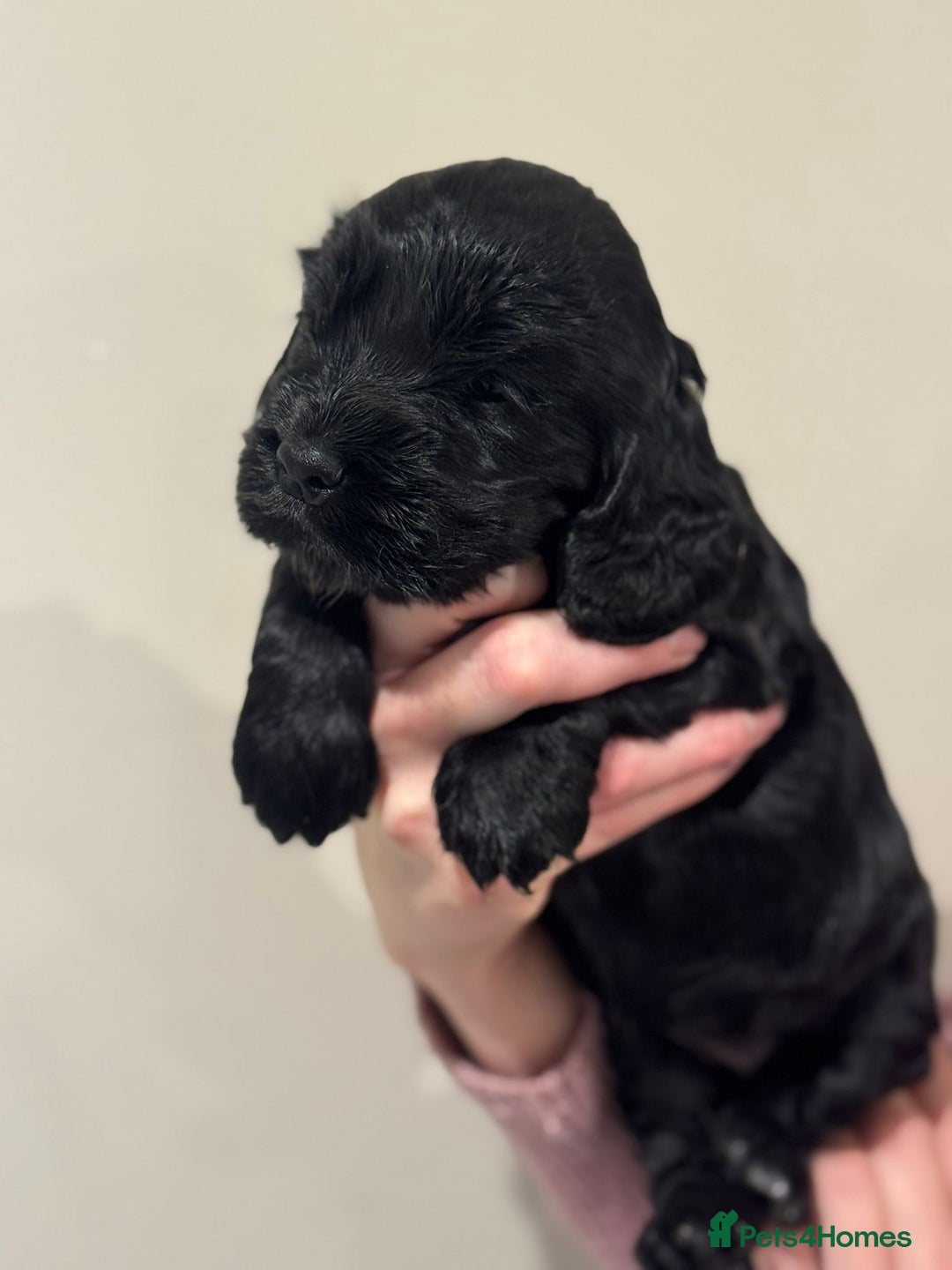 Cocker Spaniel dogs for sale: Beautiful show type cocker spaniels  - Image 5