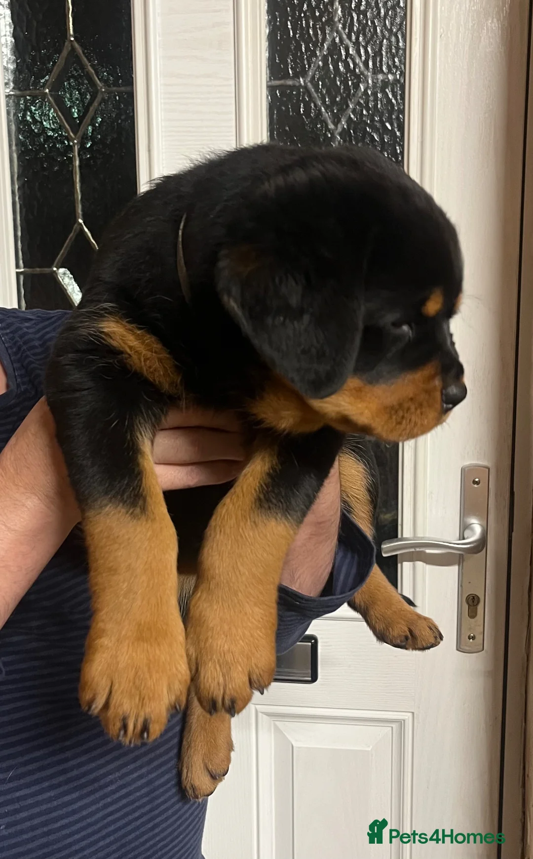 Rottweiler dogs for sale: Rottweiler huge chunky pups ready now 2 girls left - Advert 1