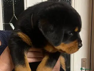 Rottweiler dogs Rottweiler huge chunky pups ready now 2 girls left - Advert 2