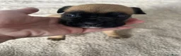 Boxer dogs for sale: 🐶KC Reg Boxer Puppies - Champion Bloodlines🐶 in Corby - Advert 19