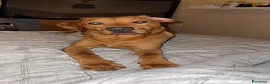 Labrador Retriever 