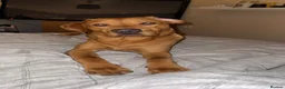 Labrador Retriever dogs for sale: Foxy Labrador  - Advert 4