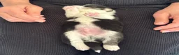 Welsh Corgi Pembroke dogs for sale: Fluffy puppies! - Advert 39
