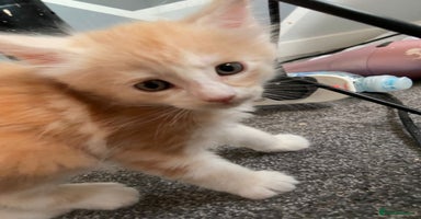 Maine Coon cats - Advert 7