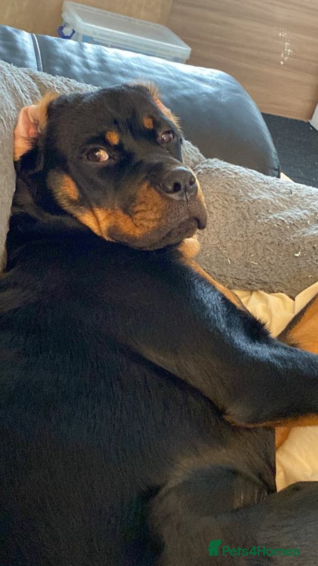 Rottweiler dogs for sale: 2 female rottweiler pups - Advert 9