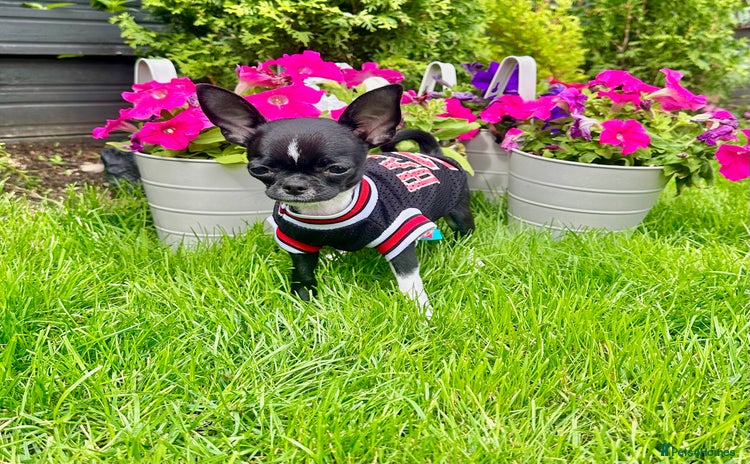 Chihuahua dogs - Advert 16