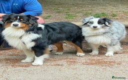 Australian Shepherd dogs for sale: Beautiful Australian Shepherds  - Image 18