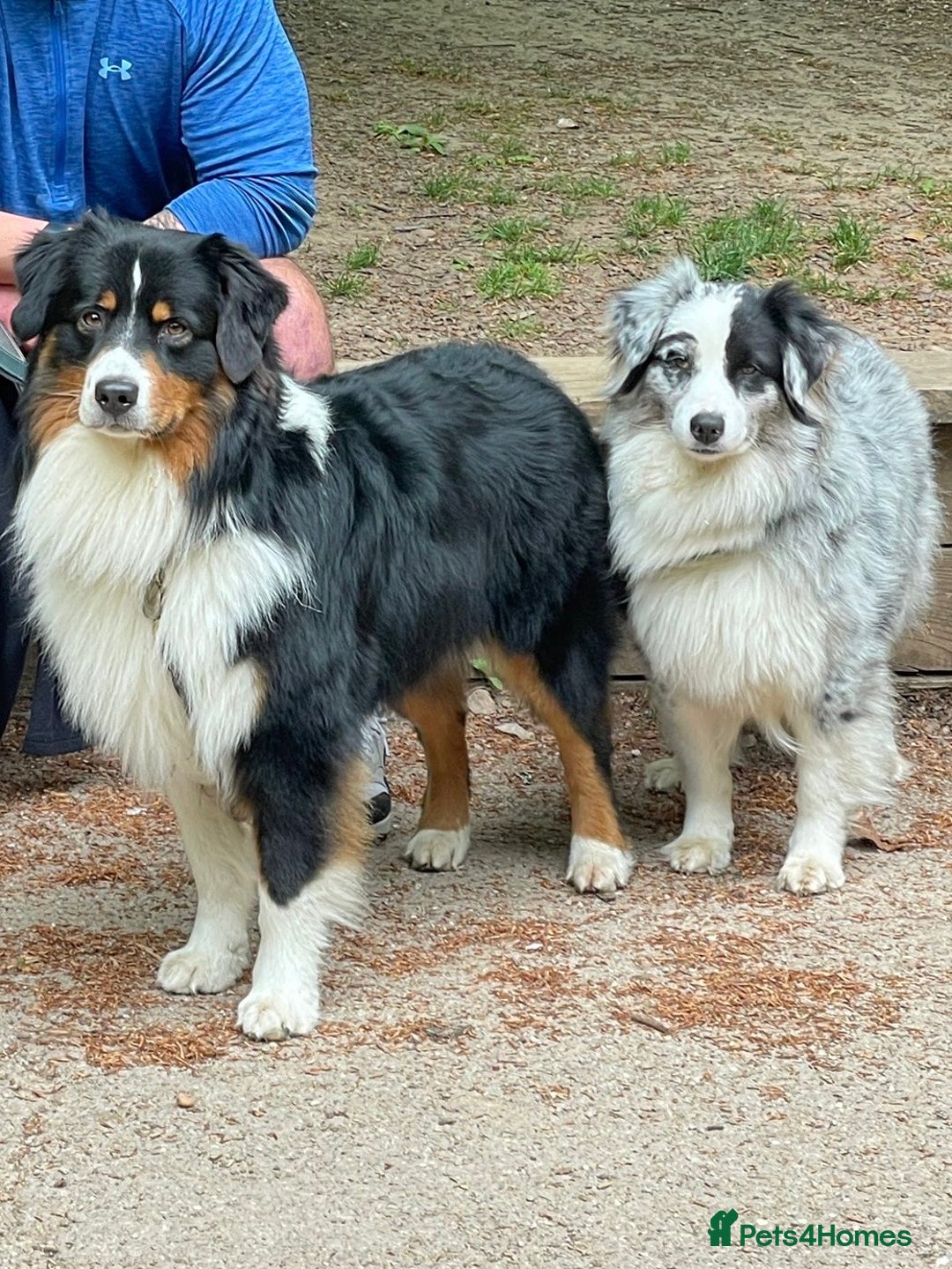 Australian Shepherd dogs for sale: Beautiful Australian Shepherds  - Image 18