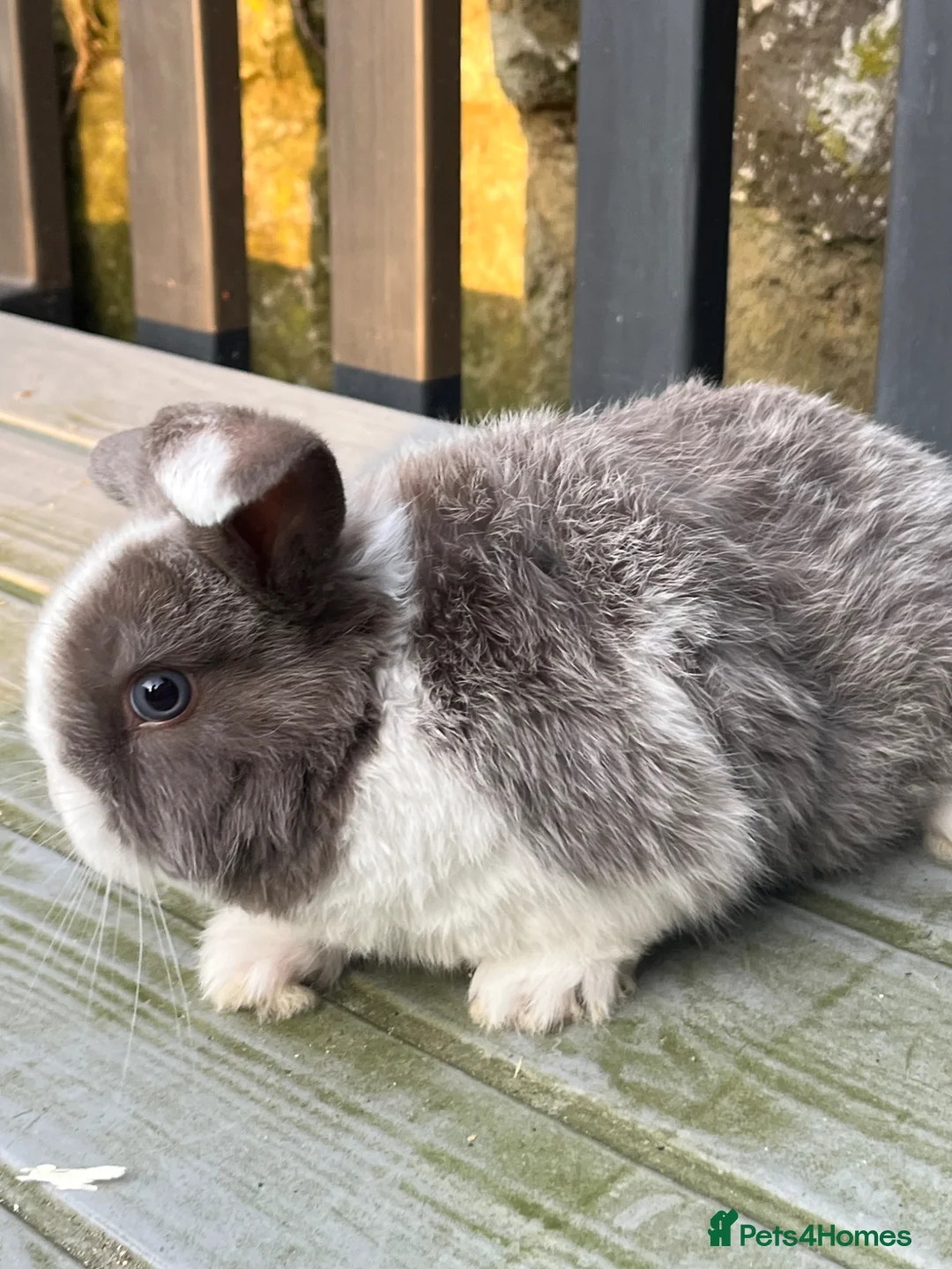 Mini Lop rabbits for sale: Gorgeous mini lops stunning colours  - Advert 7