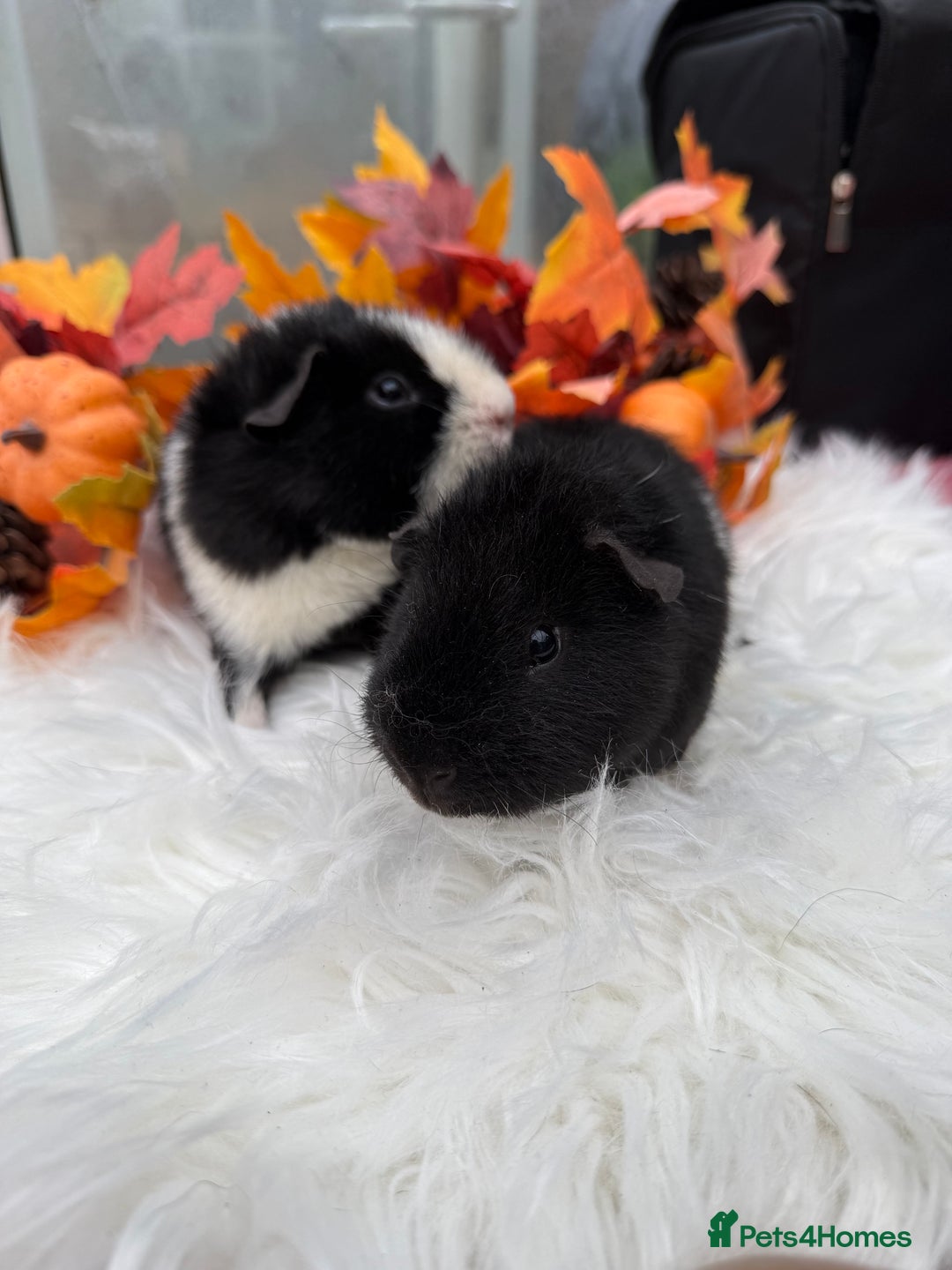 Guinea Pig rodents for sale: Teddy baby guineapig pair  - Advert 3