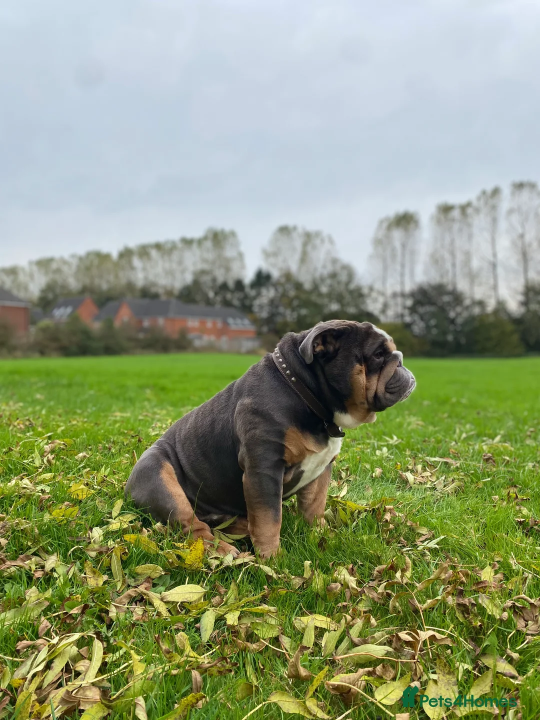 English Bulldog dogs for stud: English Bulldog Stud – Exceptional Temperament - Advert 2