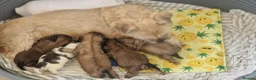 Shih Tzu dogs for sale: Shih-tzu pedigree puppies - Advert 2
