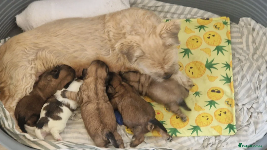 Shih Tzu dogs for sale: Shih-tzu pedigree puppies - Advert 2