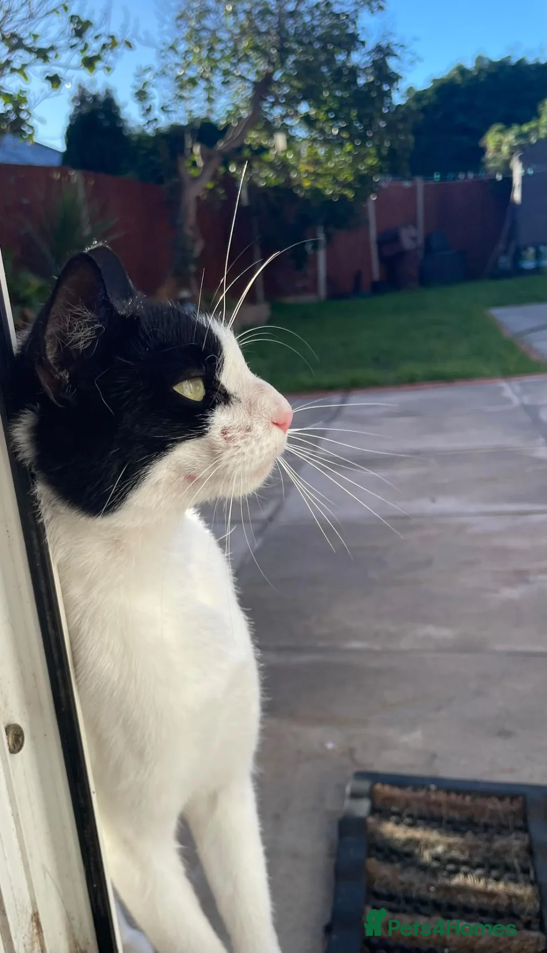 European cats for sale: Sweet and friendly girl - Advert 5