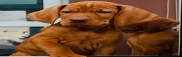 Hungarian Vizsla dogs for sale: Premium Male Hungarian Vizsla Puppies  - Advert 5