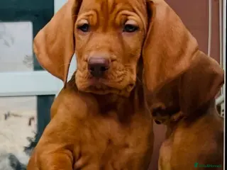 Hungarian Vizsla dogs Premium Male Hungarian Vizsla Puppies - Advert 1