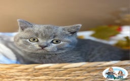 British Shorthair cats for sale: 3 British short hair / long hair kittens  - Image 35