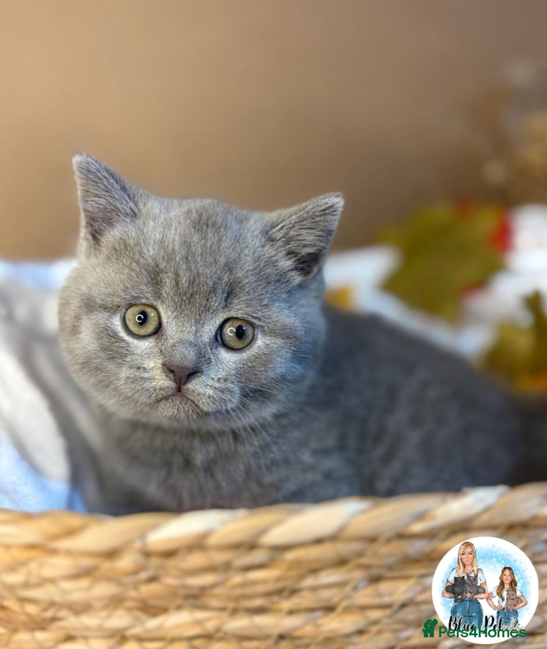 British Shorthair cats for sale: 3 British short hair / long hair kittens  - Image 35