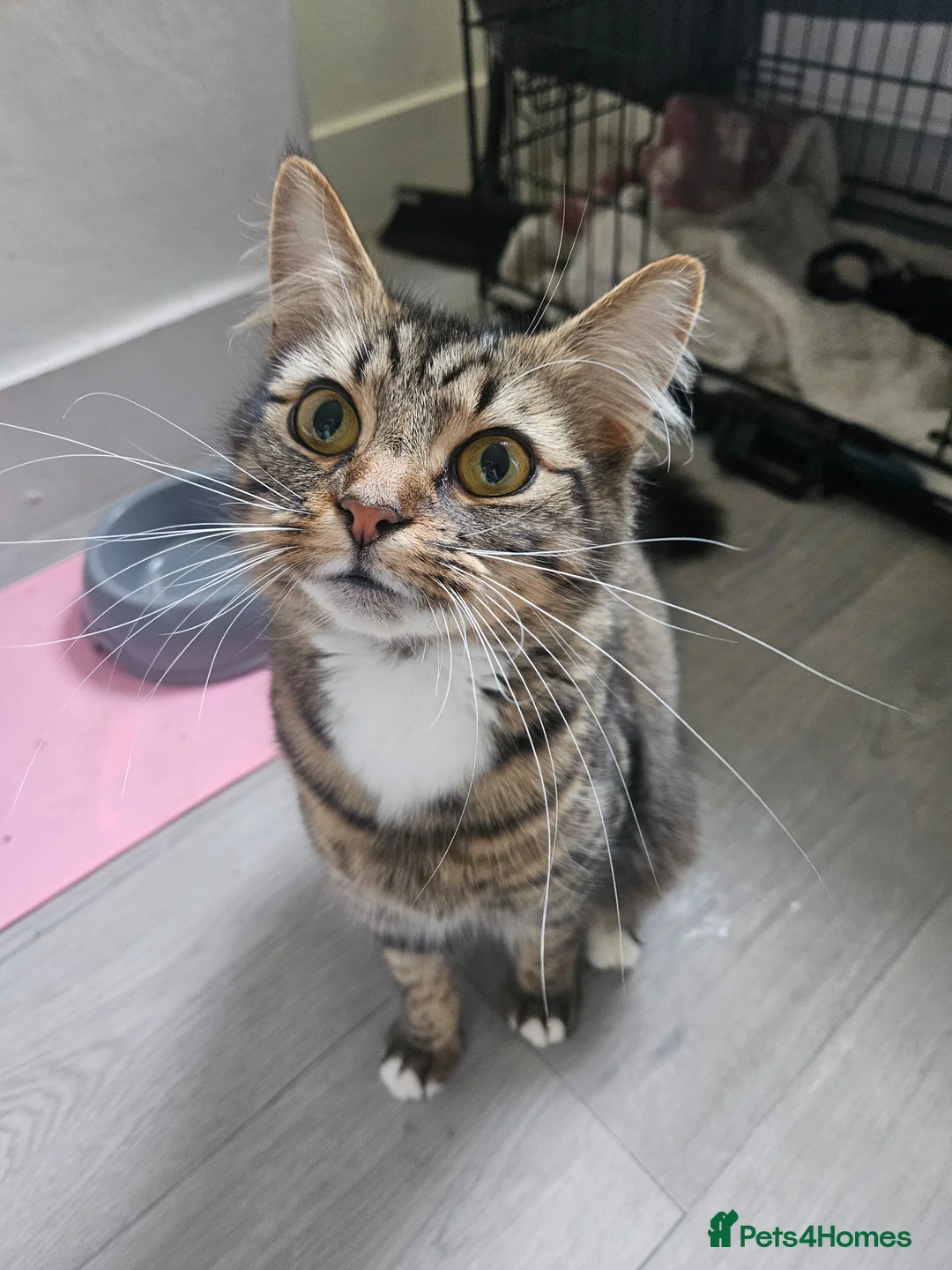 Maine Coon cats for sale: Maine coon mix kittens - Advert 1