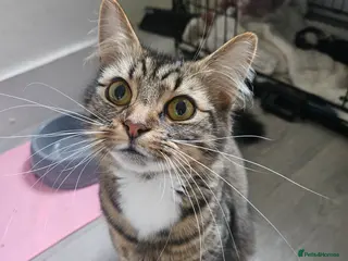 Maine Coon cats Maine coon mix kittens - Advert 3