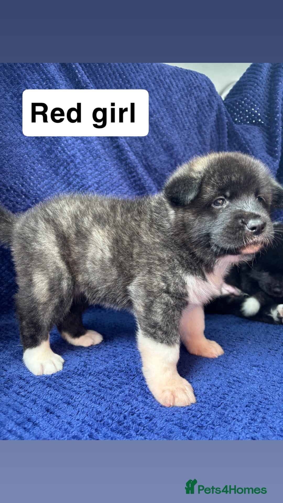 Akita dogs for sale: 5⭐️ Akita pups - Image 8