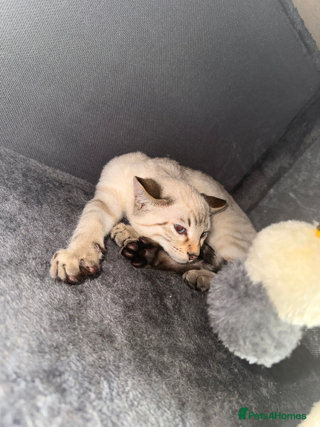 Bengal cats for sale: Blue Eyed Snow Lynx Kittens  - Image 19