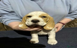 Beagle dogs for sale: Male Beagle Puppies  - Image 16