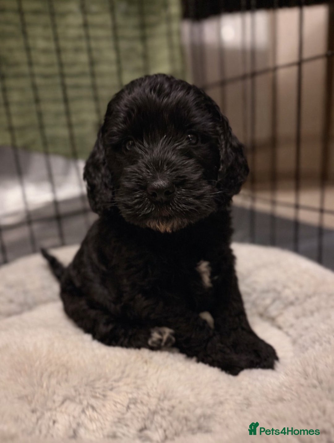 Cockapoo dogs for sale: 🐾💕 Exceptional F2 Cockapoo Puppies💕🐾 - Advert 4