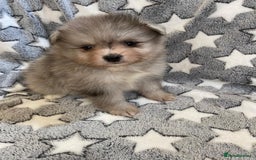 Pomeranian dogs for sale: Pomeranian puppies - Image 9
