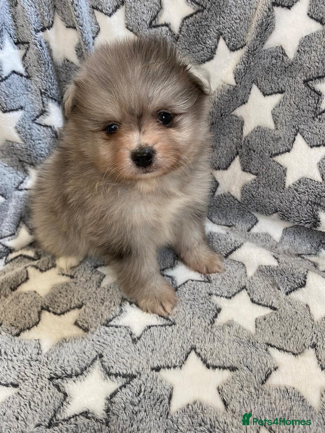 Pomeranian dogs for sale: Pomeranian puppies - Image 9