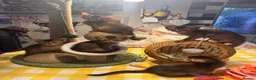 Abyssinian cats for sale: Five Abyssinian kittens with lots of love to give - Advert 5