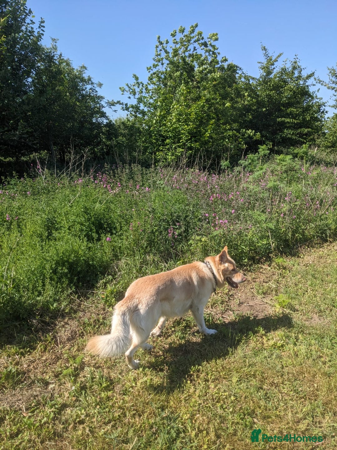 Mixed Breed dogs for sale: Ethically Raised German Shepherd x Lab Puppies - Advert 16