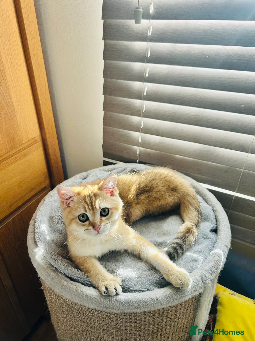 Scottish Fold cats for sale: Beautiful Golden Chinchilla kittens  - Advert 23