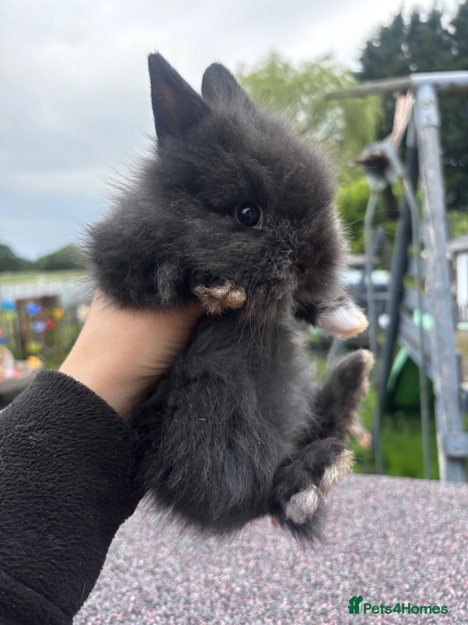 Lionhead rabbits Stunning lion head bunnies for sale  - Advert 15