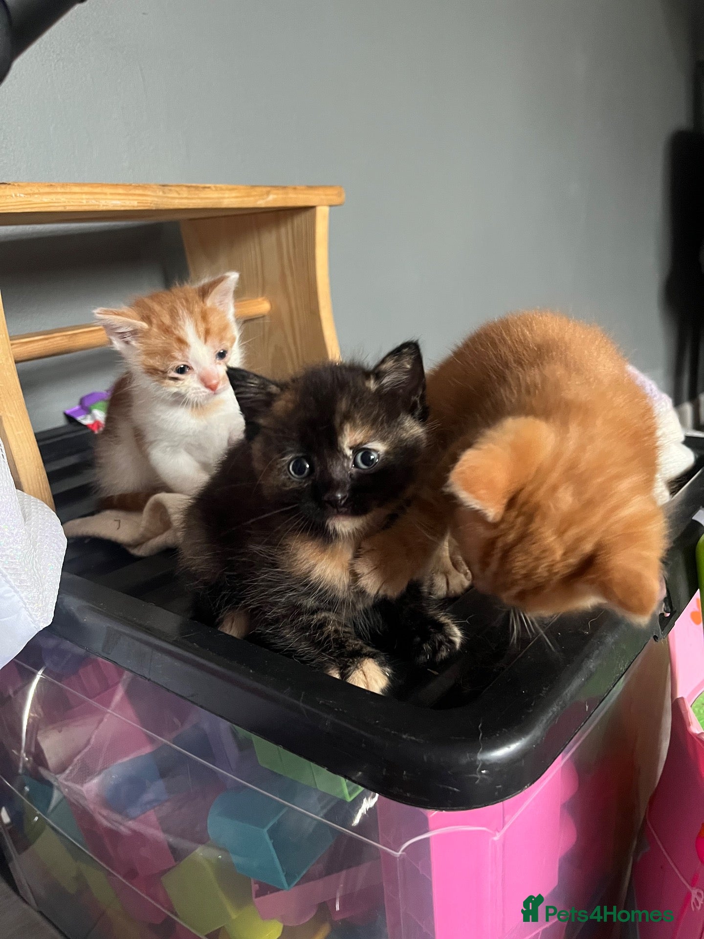 Mixed Breed cats Long haired ginger females kittens - Advert 16