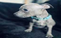 Staffordshire Bull Terrier dogs for sale: Blue Staffordshire bull terrier puppies  - Image 10