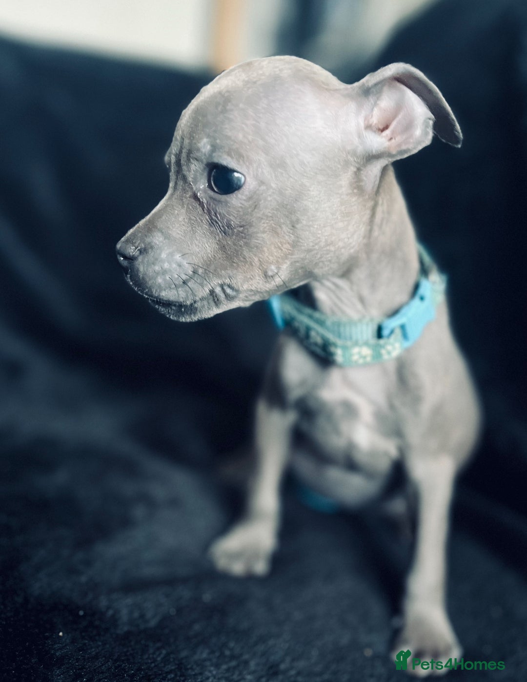 Staffordshire Bull Terrier dogs for sale: Blue Staffordshire bull terrier puppies  - Image 10