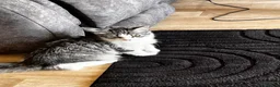 Norwegian Forest Cat cats for sale: Norwegian forest cats  - Advert 9