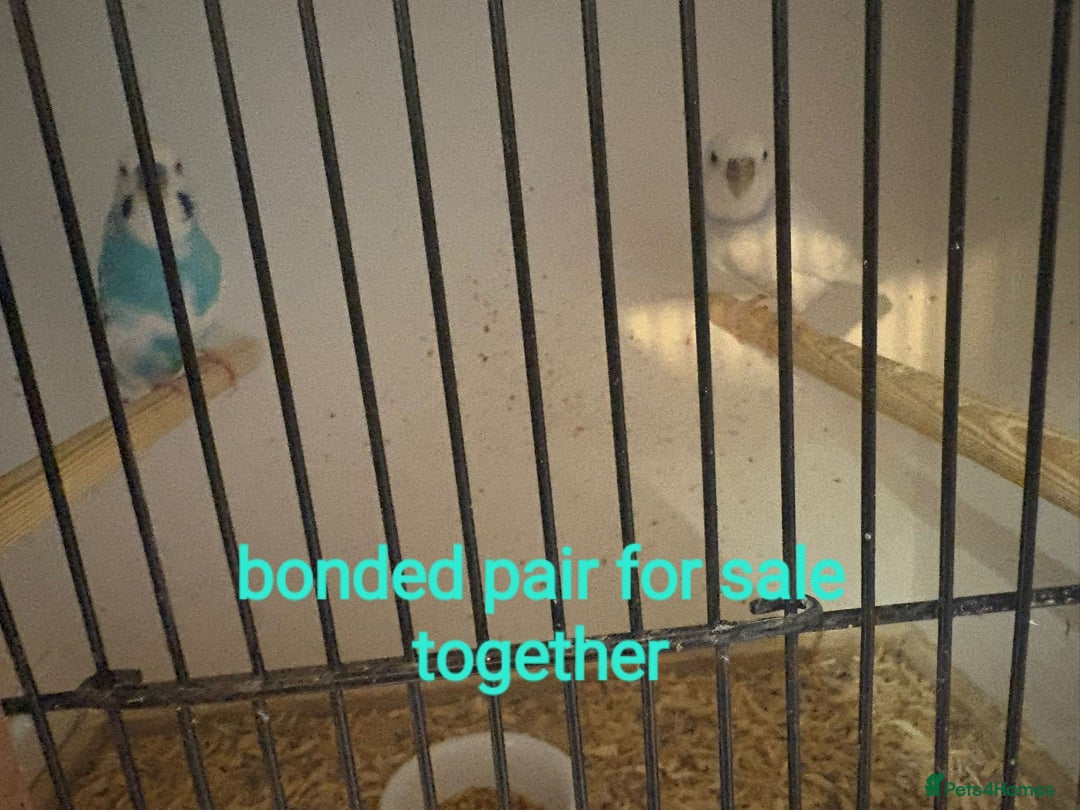 Budgerigars birds for sale: Budgies - Image 16