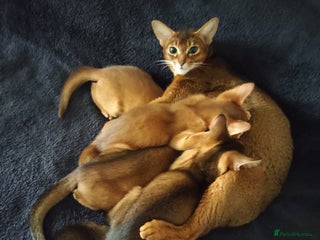 Abyssinian cats Beautiful Abyssinian Kittens 🐈 - Advert 1